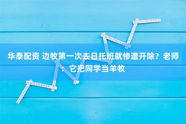 华泰配资 边牧第一次去日托班就惨遭开除？老师：它把同学当羊牧